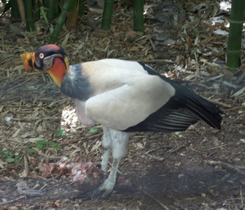 king vulture