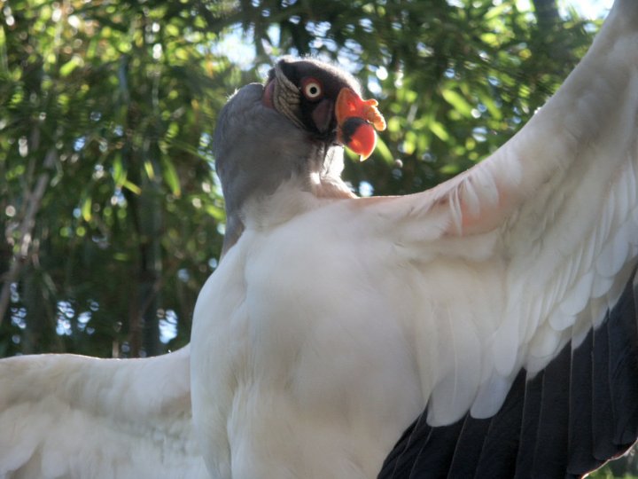 king vulture