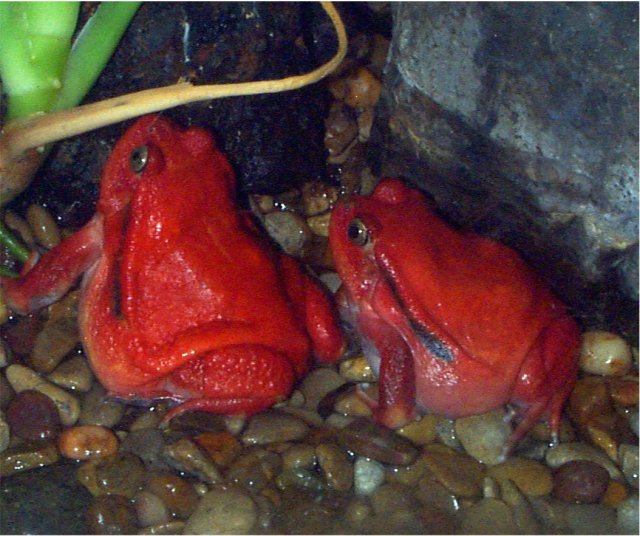 California Zoological Supply