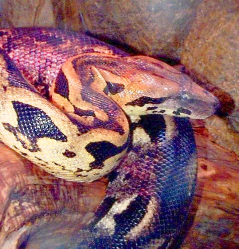 Madagascar Ground Boa: WhoZoo