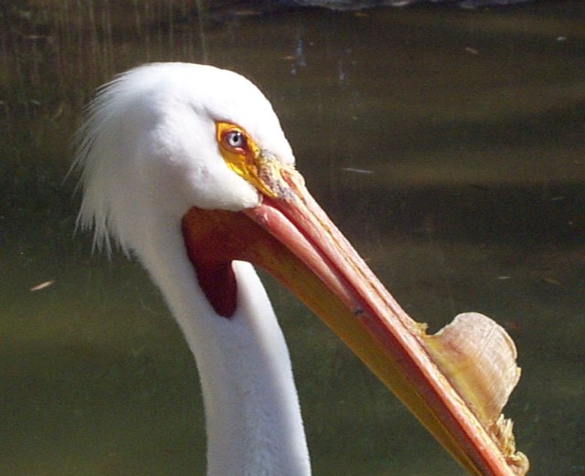 White Pelican: WhoZoo