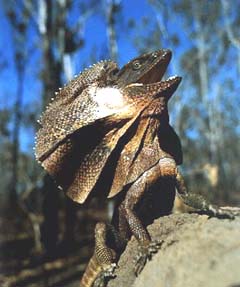 frilled lizard neck frill animals necked lizards dragon australia kingii chlamydosaurus adaptations awesome australian dinner animal breeding unique strange visit