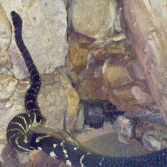 Boelen's Python