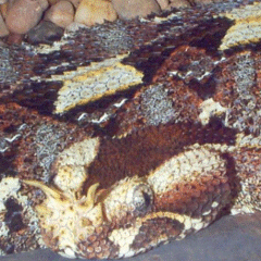 Snakes at the Fort Worth Zoo: Vipers