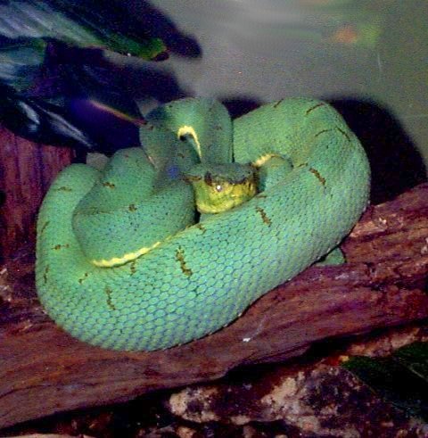Snakes at the Fort Worth Zoo: Vipers