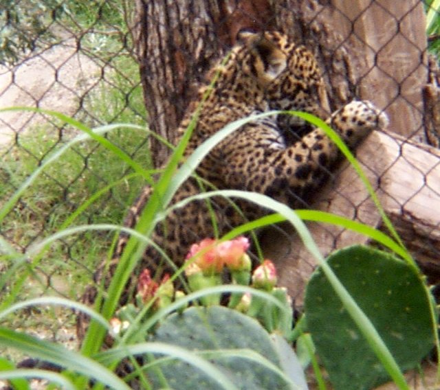 jaguar animal cub. Information About Jaguars Four