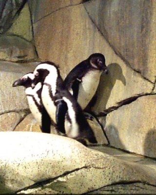 African penguin FWZ