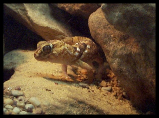 {leopard gecko}