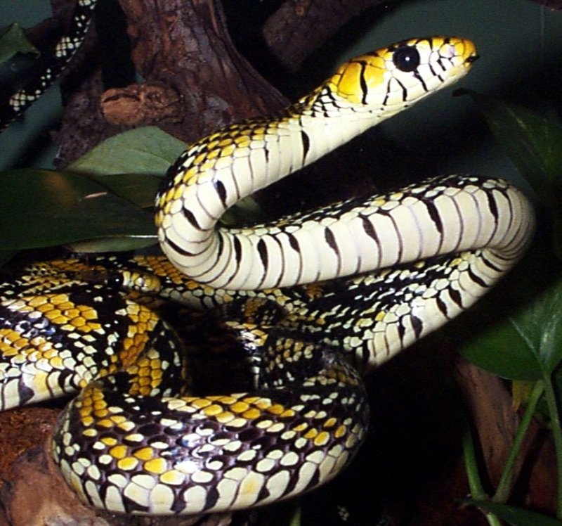 Mex Tiger Rat Snake FWZ