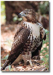 Red-tailed Hawk Picture Courtesy of Desert USA