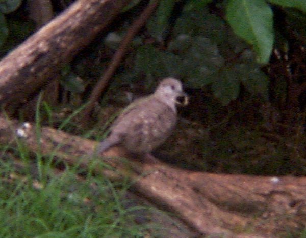 Inca Doves at the Fort Worth Zoo