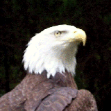 bald eagle