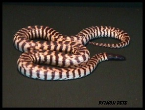 female blackheaded python  thumbnail