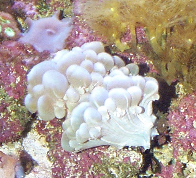 Bubble Coral