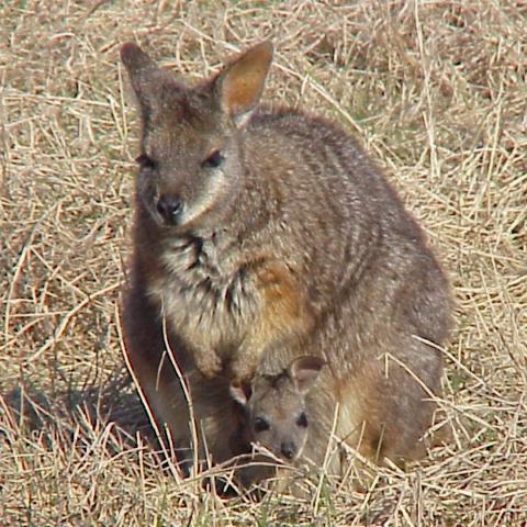 A Dama mama and joey