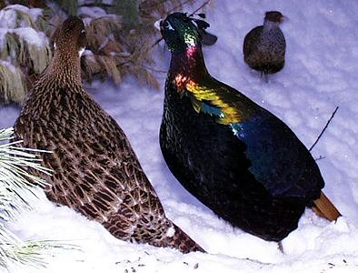 Himalayan monal