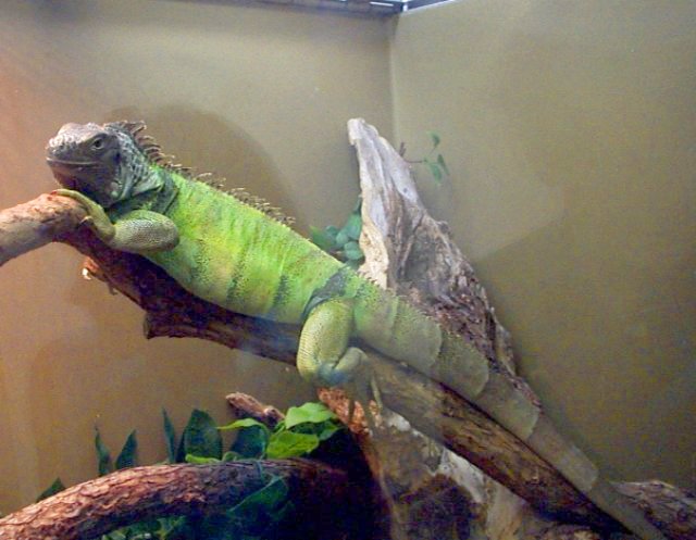 green iguana