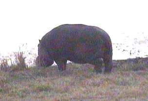 HL hippo.jpg (12152 bytes)