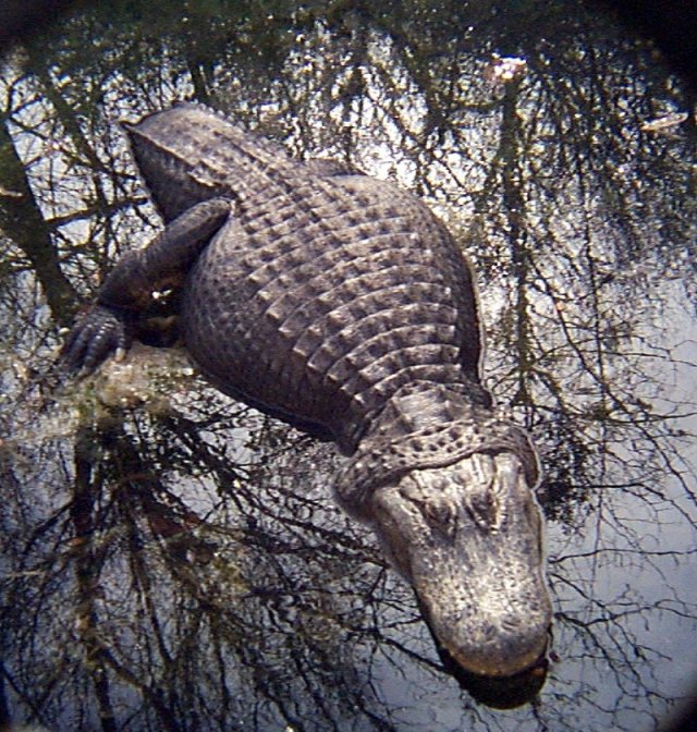 American Alligator Fort Worth Zoo