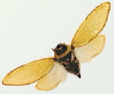 Cicada (insect)