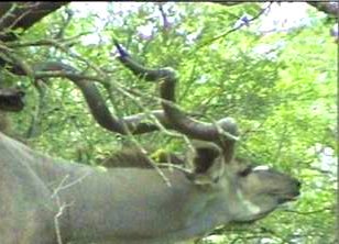 {greater kudu moving through brush}