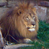 male lion