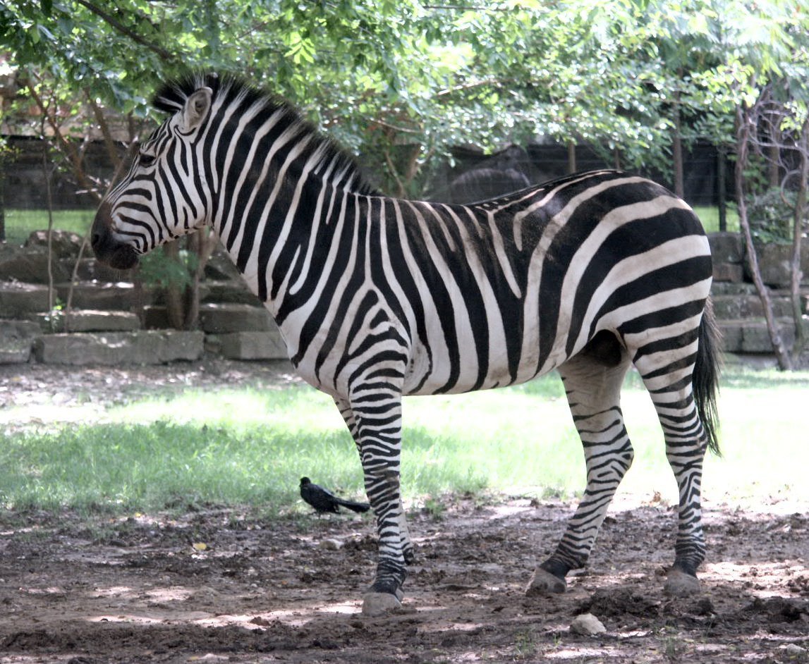 Untitled Document [www.whozoo.org]