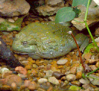 African Bullfrog