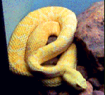 {albino rattlesnake}