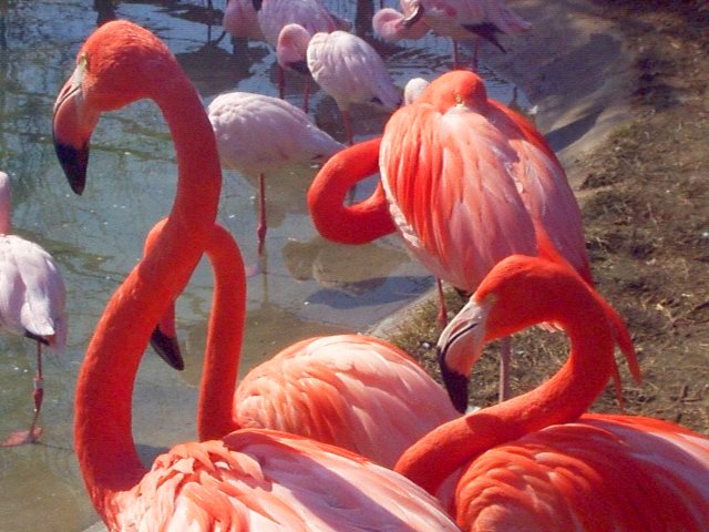 American Flamingos FWZoo