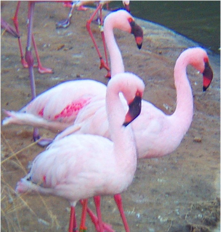 lesser flamingo FWZoo