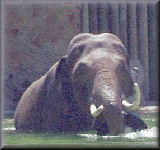Bull elephant