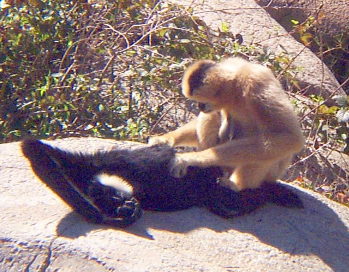 Whitecheeked gibbons (crested gibbons) WhoZoo