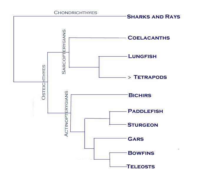 Fish Taxa