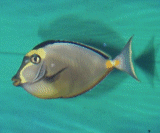 Naso Tang