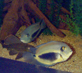 {short description of image}