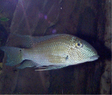 {short description of image}