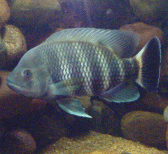 {short description of image}