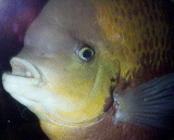 {short description of image}