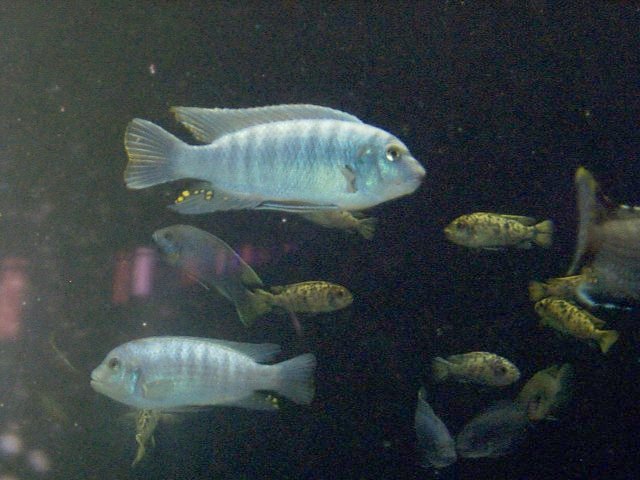 {short description of image}