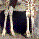 giraffe legs