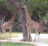 Giraffes