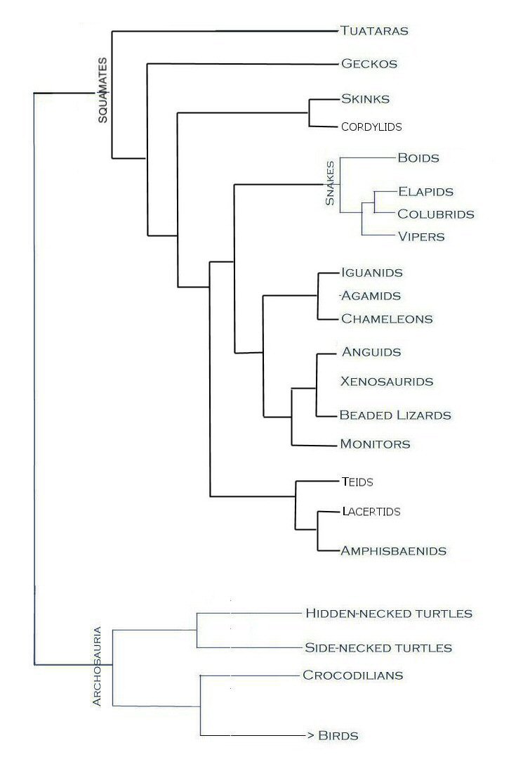 Herp Phylogeny