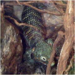 Alligator Lizard