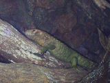 Caiman Lizard