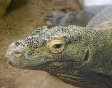komodo3.jpg (63794 bytes)