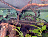 Green Tree Monitor