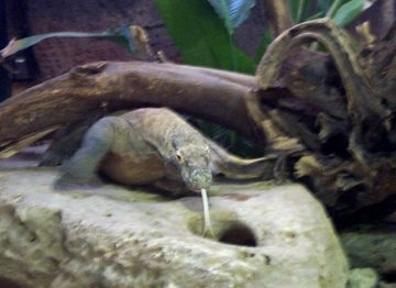 komodo2.jpg (53223 bytes)