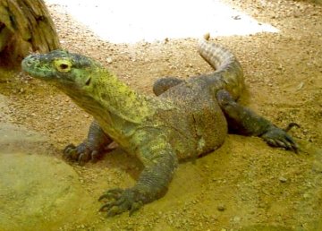 {komodo monitor}