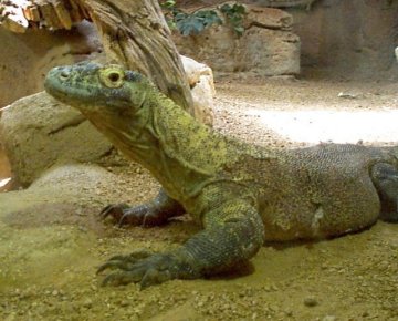 {komodo monitor}